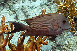 Streifen-Borstenzahndoktorfisch (Ctenochaetus striatus)