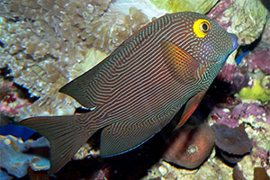Goldring-Borstenzahndoktorfisch (Ctenochaetus strigosus)