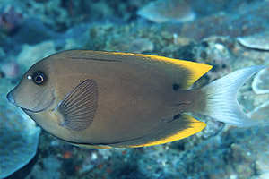 Tomini-Borstenzahndoktorfisch (Ctenochaetus tominiensis)