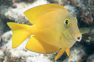 Indische Goldringdoktorr (Ctenochaetus truncatus)
