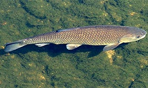 Graskarpfen (Ctenopharyngodon idella)