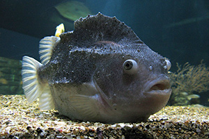 Seehase (Cyclopterus lumpus)