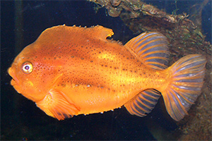 Seehase (Cyclopterus lumpus)