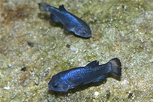 Teufelskärpfling (Cyprinodon diabolis)