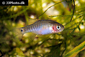 Querstreifen-Zwergbärbling (Danio erythromicron)