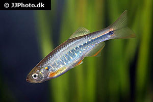 Danio feegradei