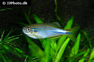 Danio species Hikari