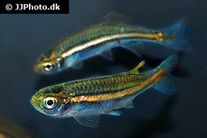 Danio jaintianensis