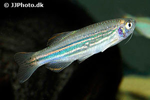 Danio meghalayensis
