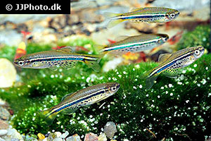 Tüpfelbärbling (Danio nigrofasciatus)