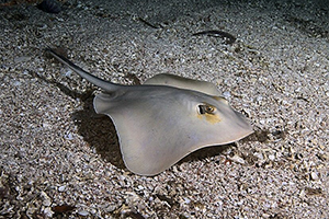 Gewöhnlicher Stechrochen (Dasyatis pastinaca)
