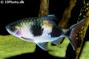 Dreibandbarbe (Dawkinsia arulius)