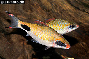 Dawkinsia assimilis