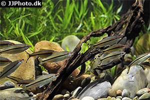 Dawkinsia chalakkudiensis