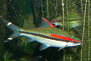 Denisonbarbe (Dawkinsia denisonii)