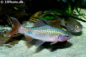 Schwarzfleckbarbe (Dawkinsia filamentosa)