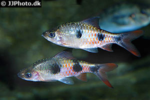 Dawkinsia rubrotinctus
