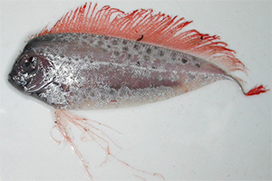 Polka-dot ribbonfish (Desmodema polystictum)