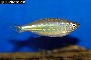 Malabarbärbling (Devario aequipinnatus)
