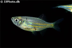 Devario affinis