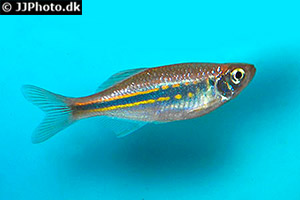 Devario annandalei 
