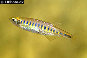 Devario auropurpureus 