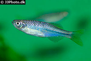 Devario chrysotaeniatus