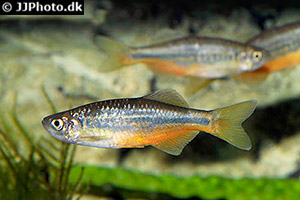 Devario laoensis