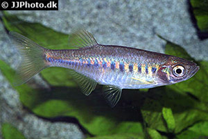 Devario maetaengensis