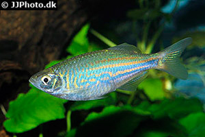 Devario malabaricus