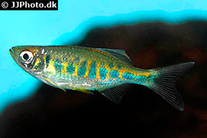 Pathiranas Bärbling (Devario pathirana)
