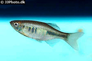 Devario xyrops 