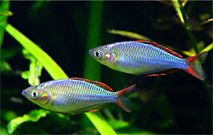 Bildquelle öffnen (Author:Anandarajkumar - Lizenz:CC BY-SA 3.0) Diamant-Regenbogenfisch - Author:Anandarajkumar - Lizenz:CC BY-SA 3.0