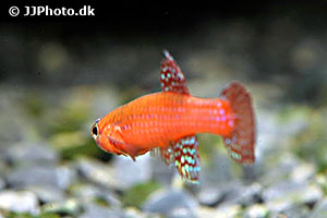 Diapteron cyanosticum