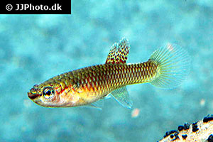 Diapteron fulgens