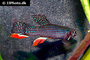 Diapteron georgiae