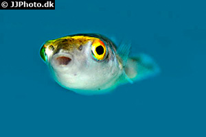 Palembang-Kugelfisch (Dichotomyctere ocellatus)