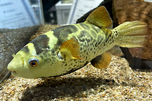 Dichotomyctere fluviatilis