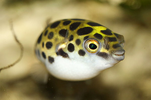 Grüner Kugelfisch (Dichotomyctere nigroviridis)