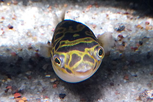 Palembang-Kugelfisch (Dichotomyctere ocellatus)