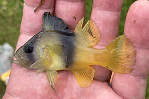 Schwarzgelber Seifenbarsch (Diploprion bifasciatum)