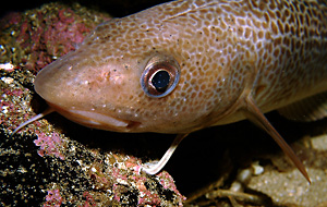 Kabeljau (Gadus morhua) - Copyright: Sven Gust - fotonatur.de