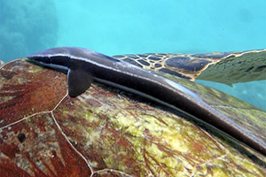 Gestreifter Schiffshalter auf Schildkröte