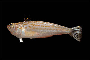 Viperqueise (Echiichthys vipera)