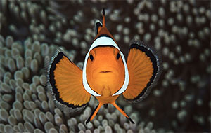 Echter Clownfisch (Amphiprion percula)