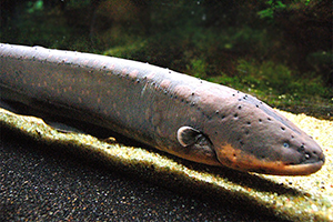Zitteraal (Electrophorus electricus)