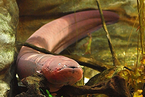 Zitteraal (Electrophorus electricus) Zitteraal (Electrophorus electricus)