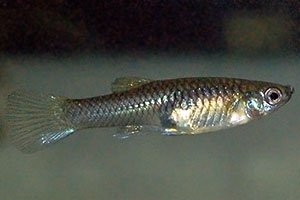 Endlers Guppy (Poecilia wingei)