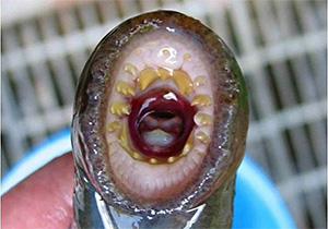 Pazifischee Neunauge (Entosphenus tridentatus)