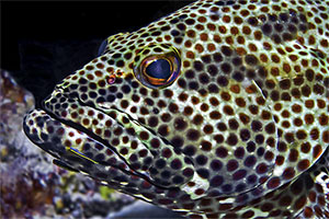 Felsen-Zackenbarsch (Epinephelus adscensionis)